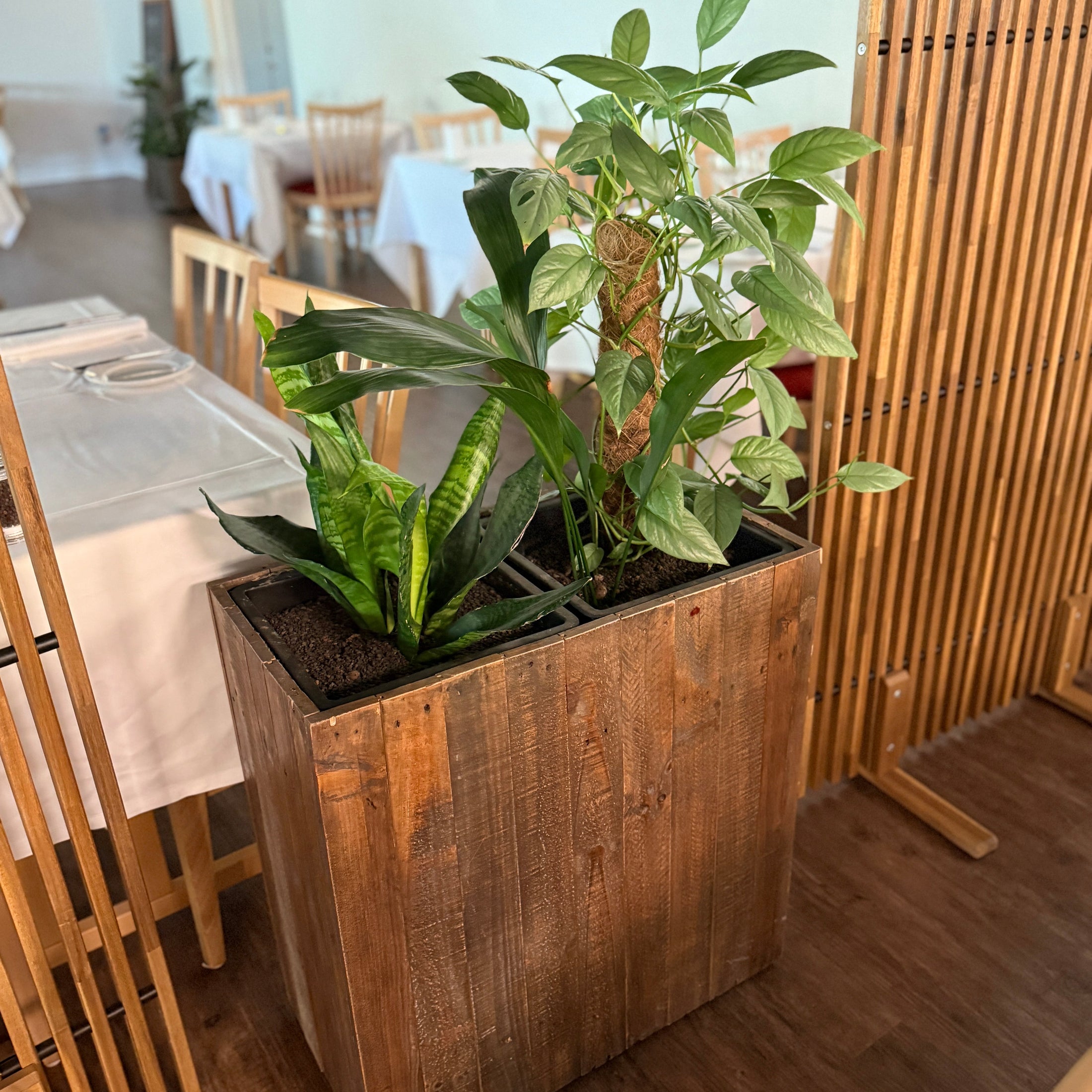 Plantekasse med Syngonium, Aspidistra og Sansevieria