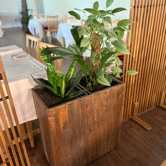 Plantekasse med Syngonium, Aspidistra og Sansevieria