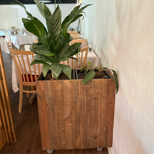 Plantekasse med Calathea og Philodendron