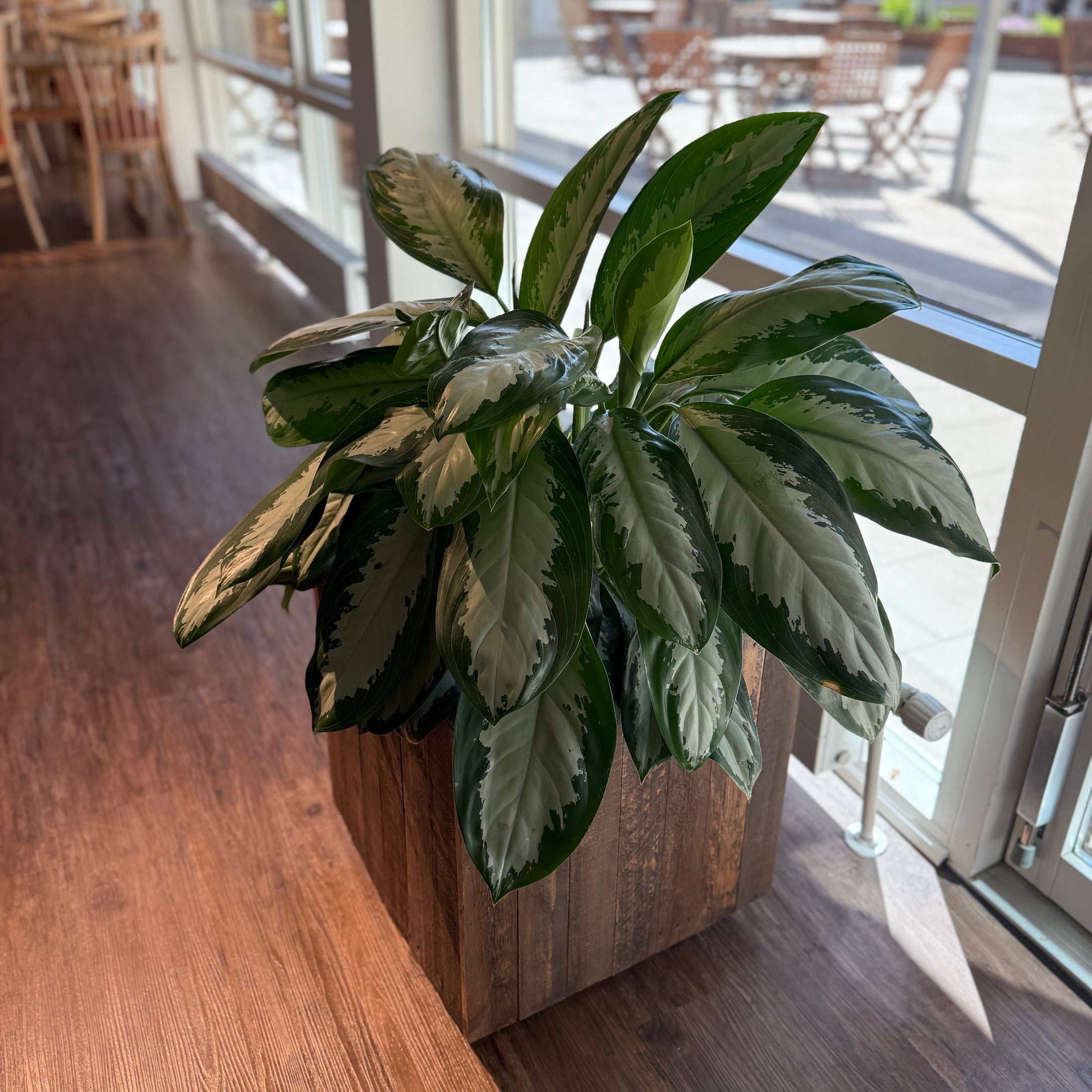 Aglaonema Silver Bay i lav trækasse