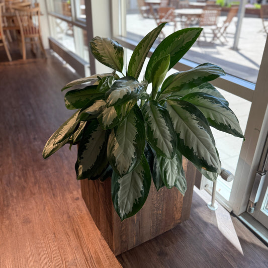 Aglaonema Silver Bay i lav trækasse