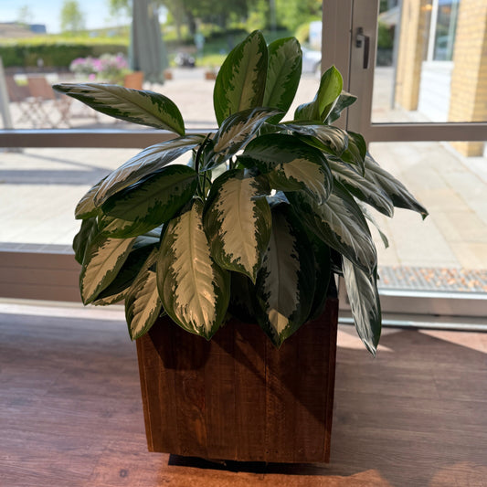 Aglaonema Silver Bay i lav trækasse