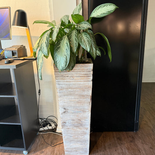 Aglaonema i hvid høj krukke 140 cm. inkl plante