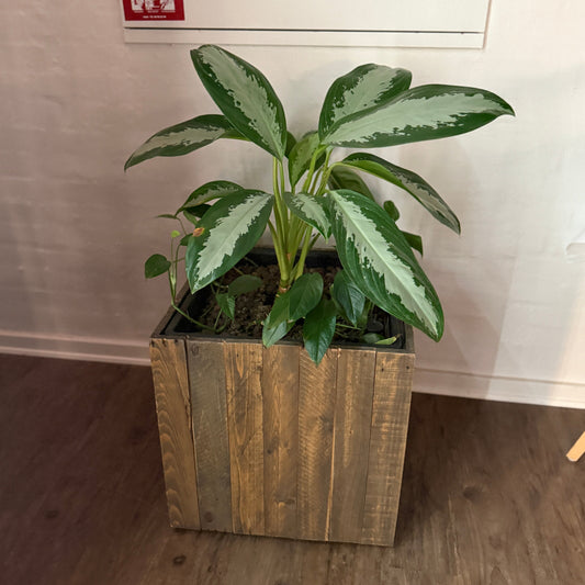 Aglaonema og Philodendron i lav trækasse 80 cm. høj inkl. plante