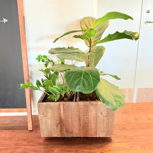 Plantekasse med Ficus lyrata og Zamioculcas 100 cm. høj inkl planter