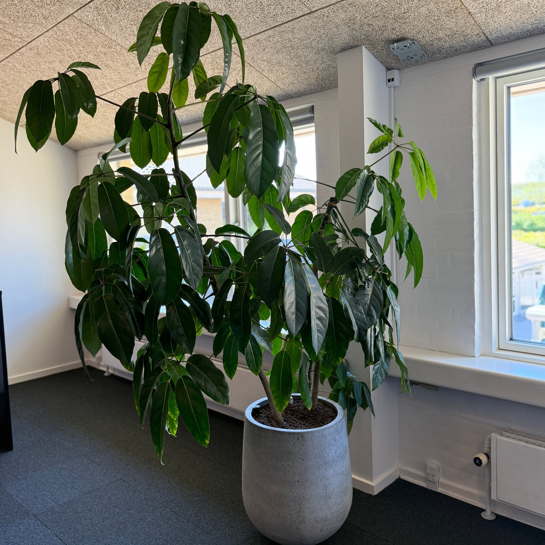 Schefflera (Paraplyplante) i cementkrukke - 200 cm høj inkl. plante