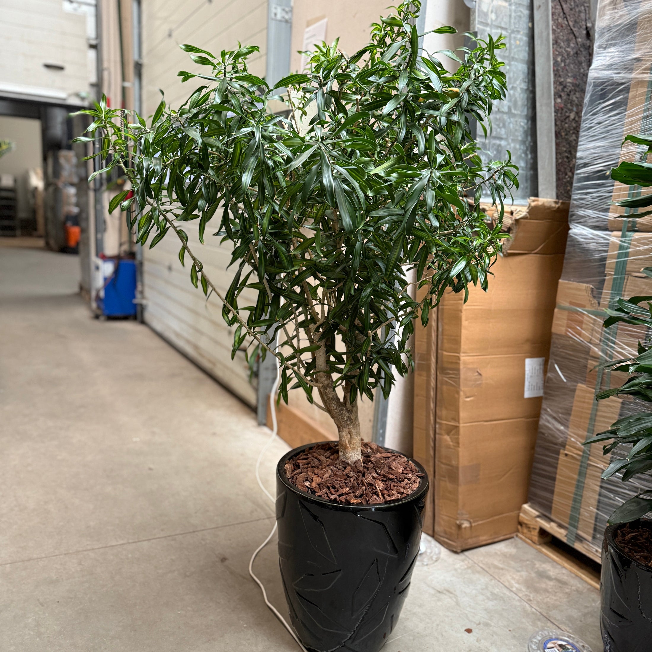Dracaena Reflexa i sort krukke