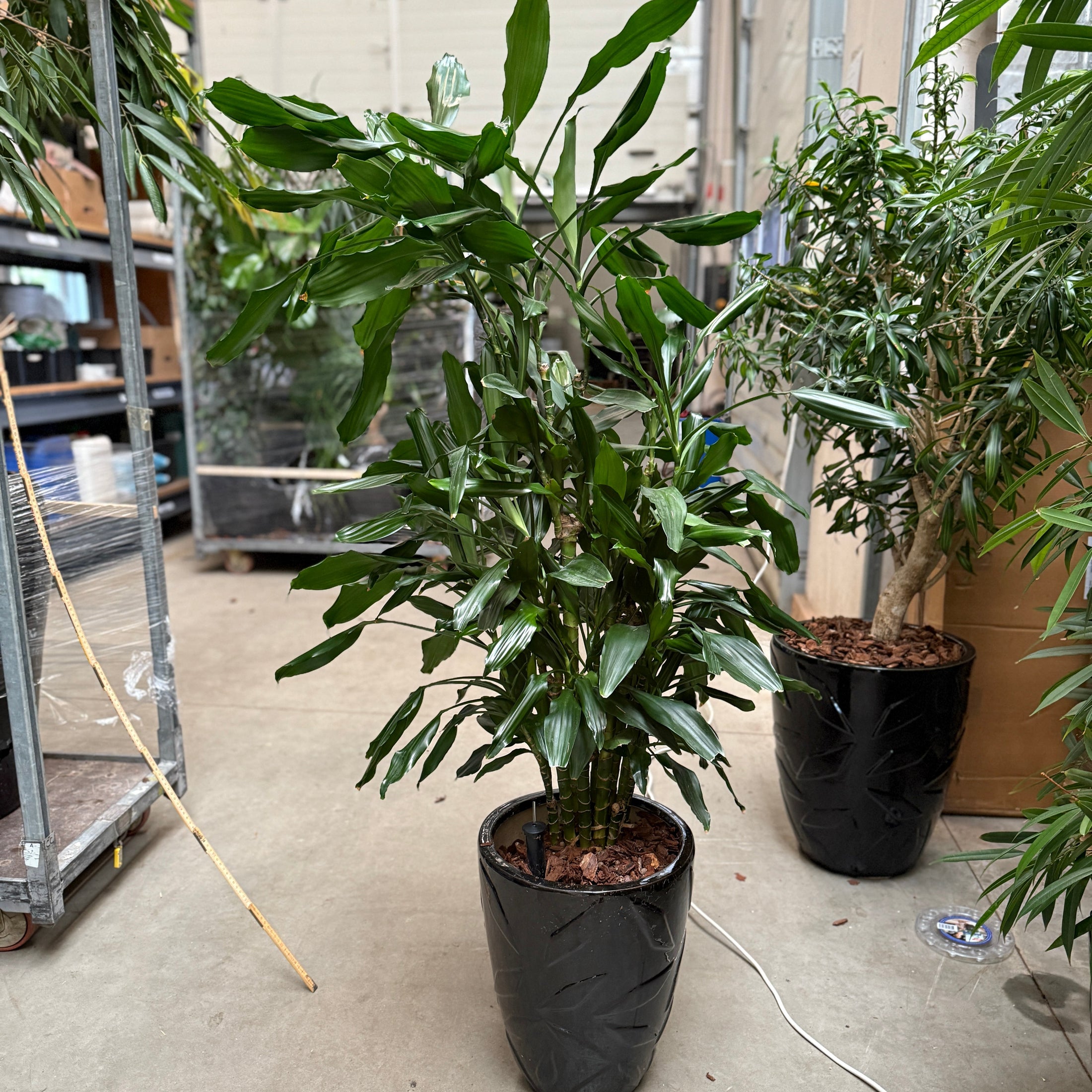 Rhapis excelsa – Stokpalme i sort krukke