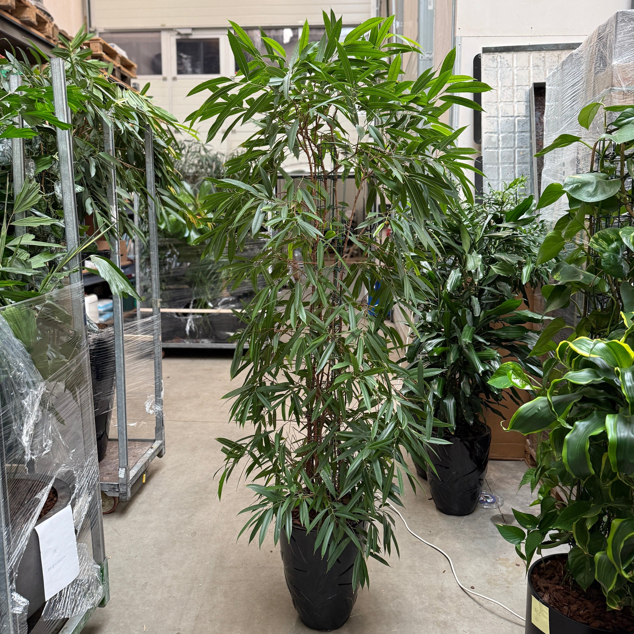 Ficus maclellandii 200 cm i sort krukke