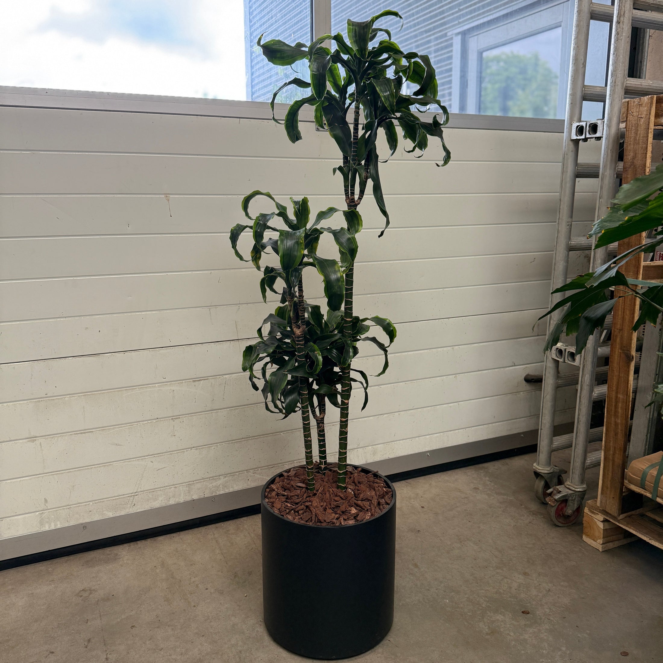 Dracaena Compacta 155 cm i sort krukke