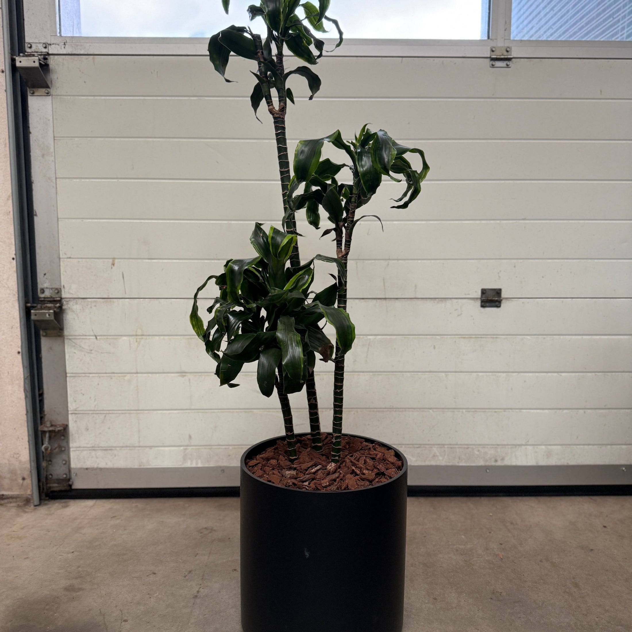 Dracaena Compacta 155 cm i sort cylinderkrukke