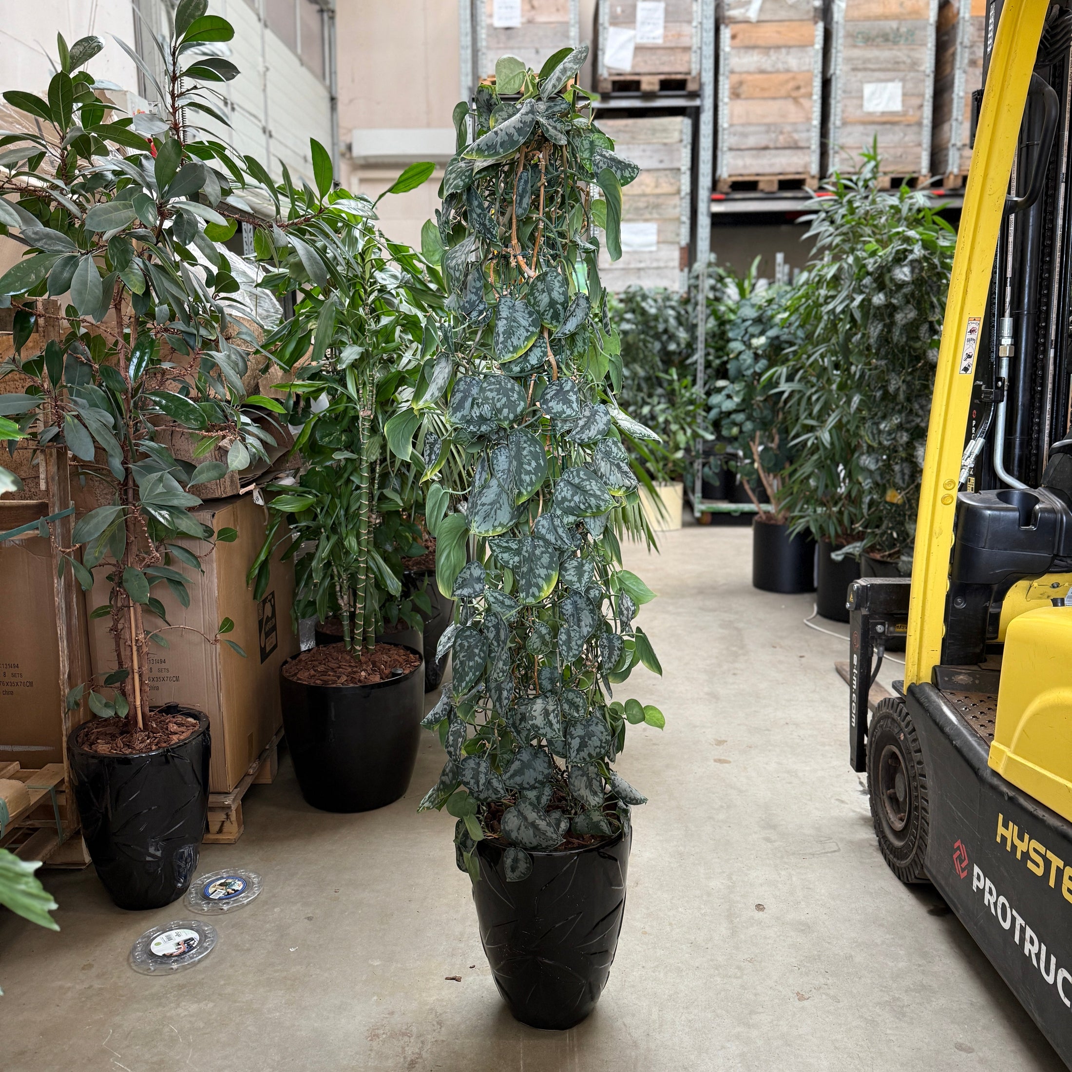 Satin Pothos 170 cm – Sølvplettet klatreplante i sort krukke 10 stk på lager