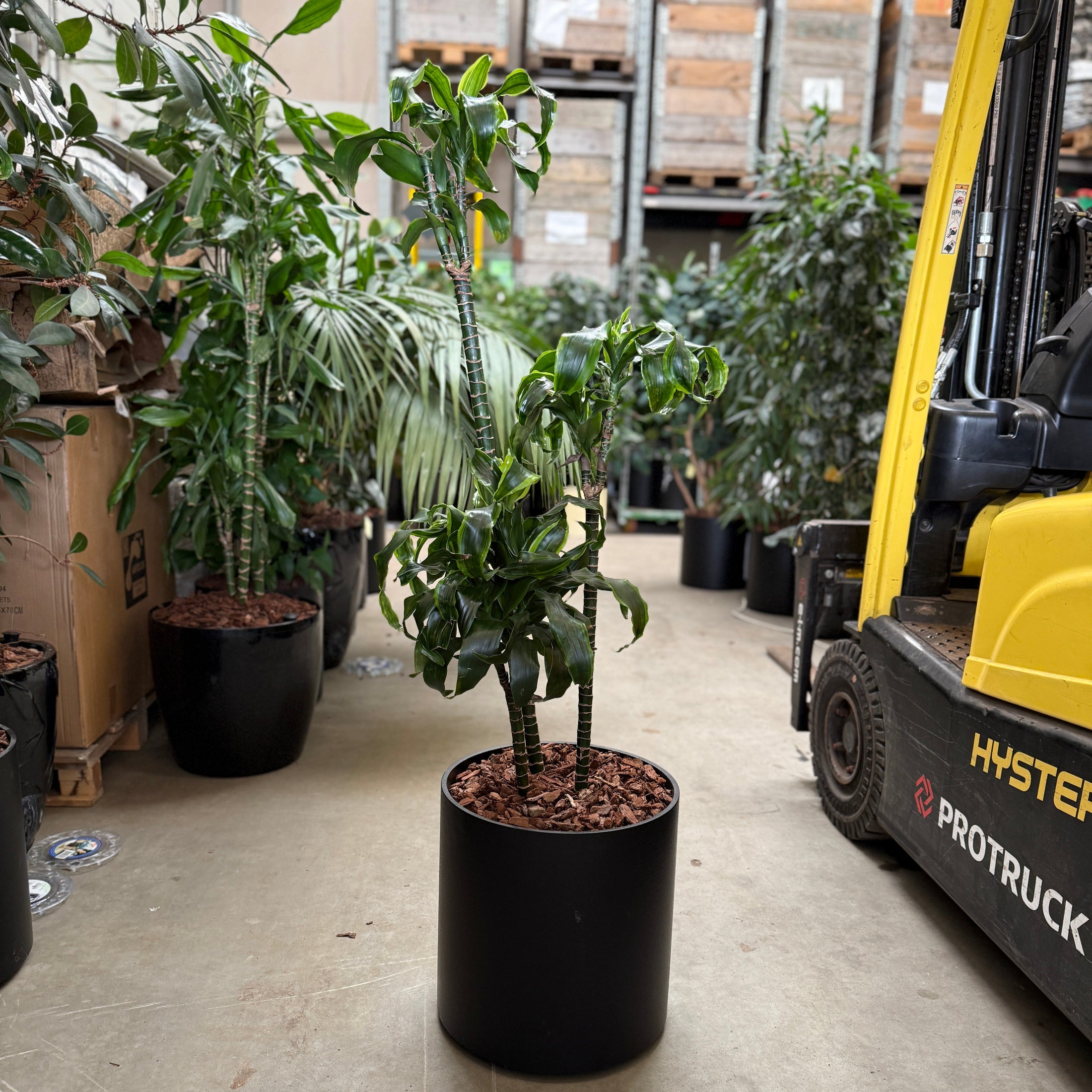 Dracaena fragrans – Kornplante