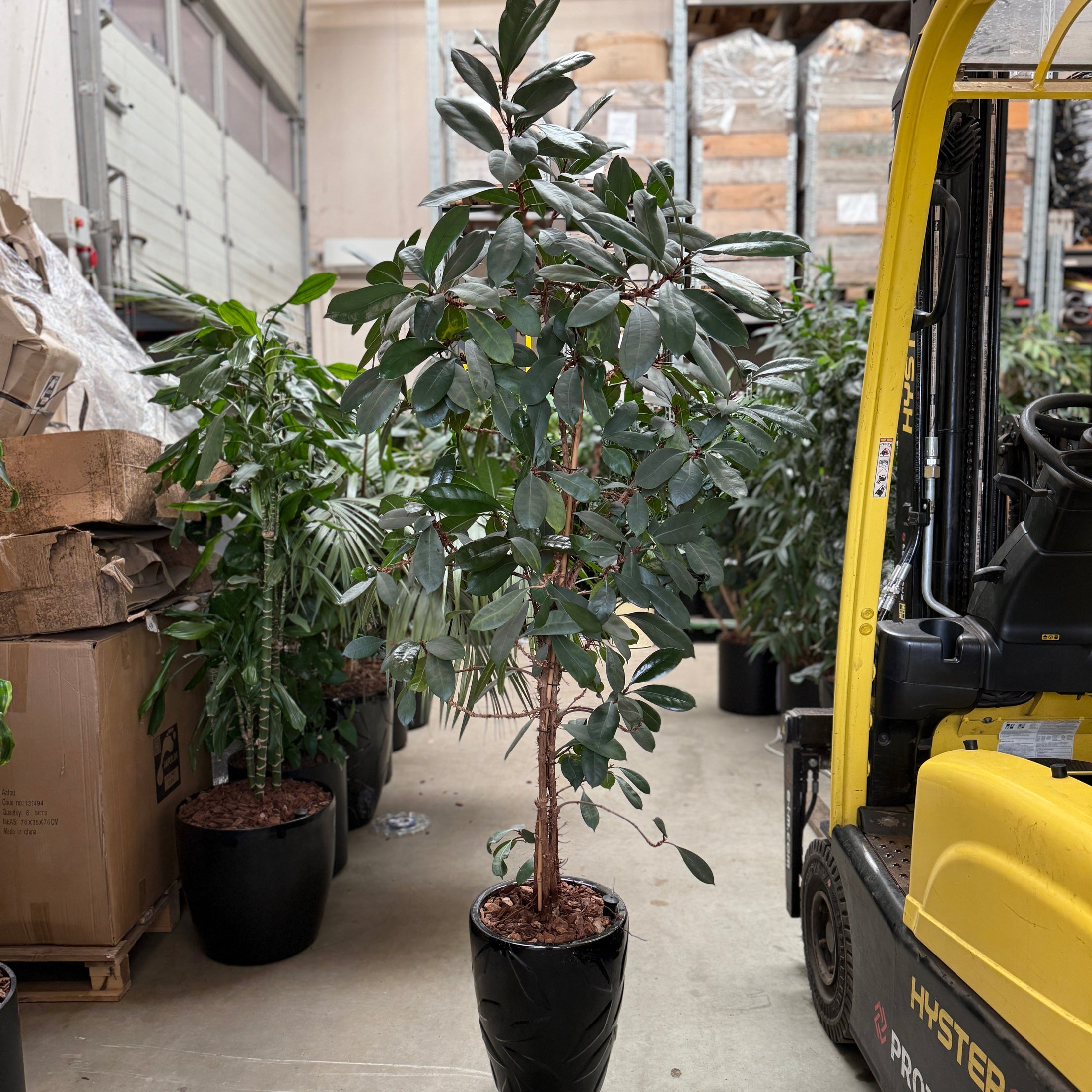 Ficus elastica – Gummifigen 200 cm