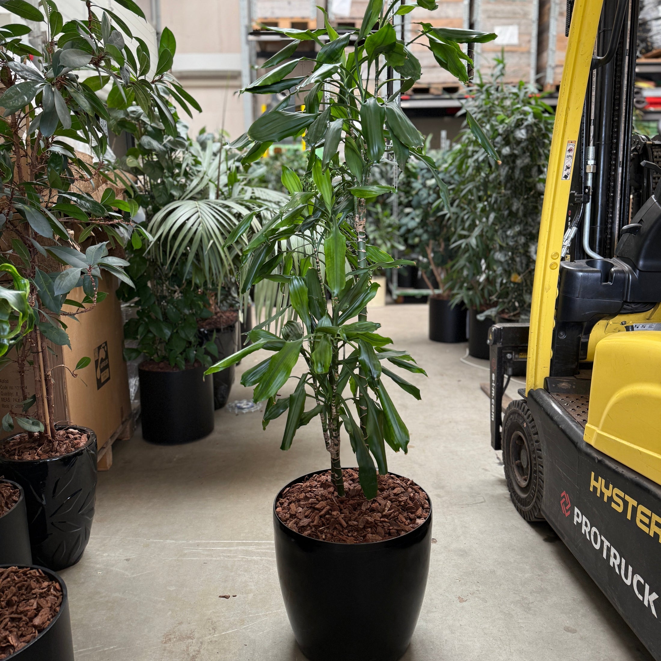 Dracaena reflexa – 170 cm i sort second hand-krukke