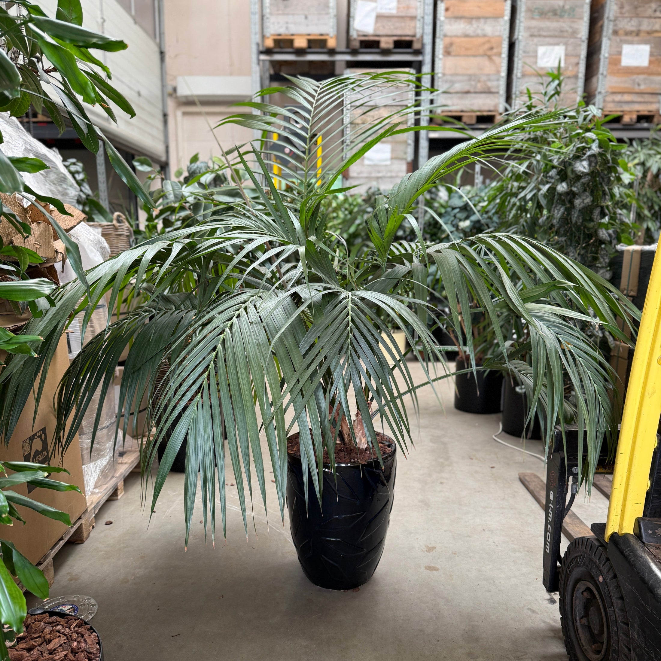 Stor og smuk Kentia-palm