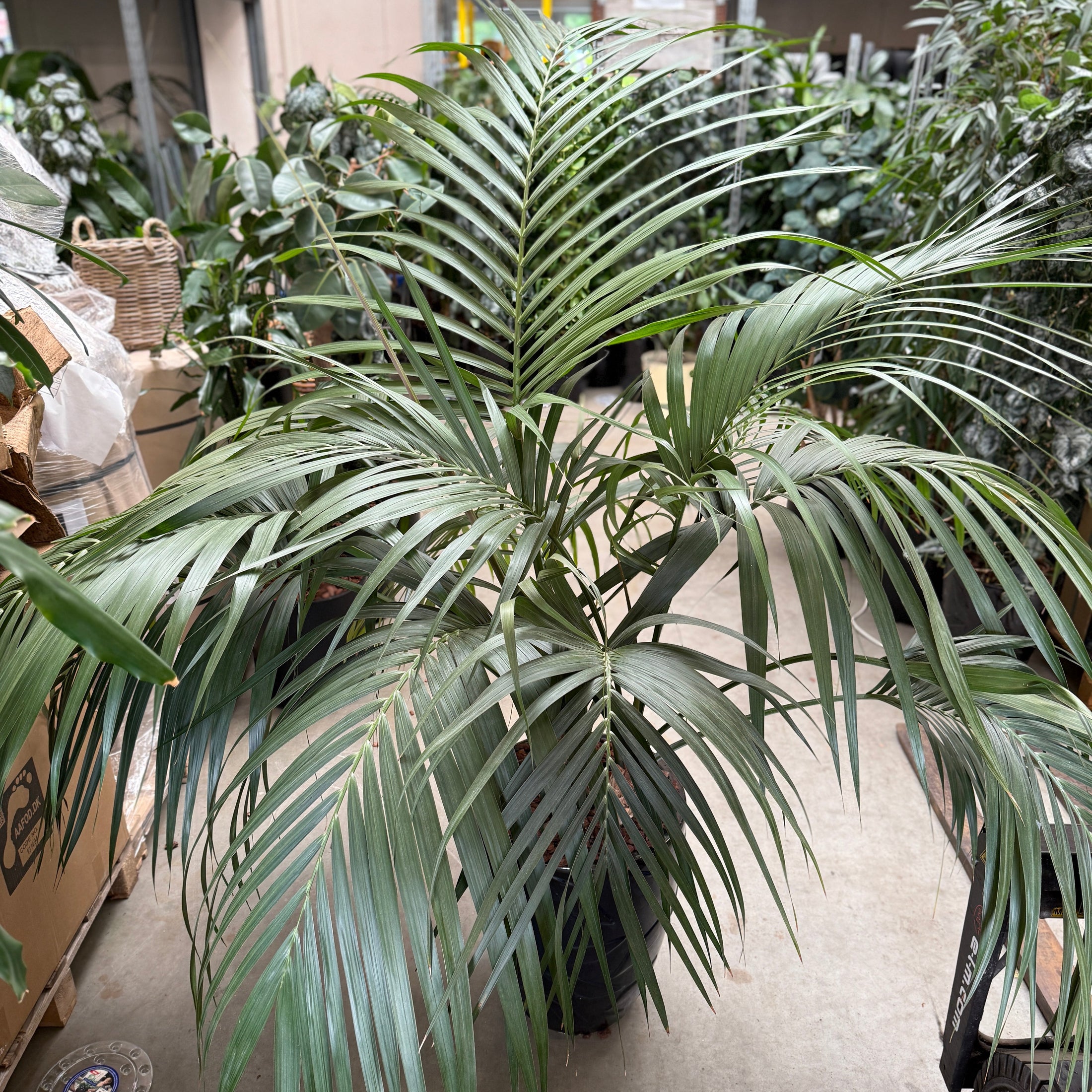 Stor og smuk Kentia-palm