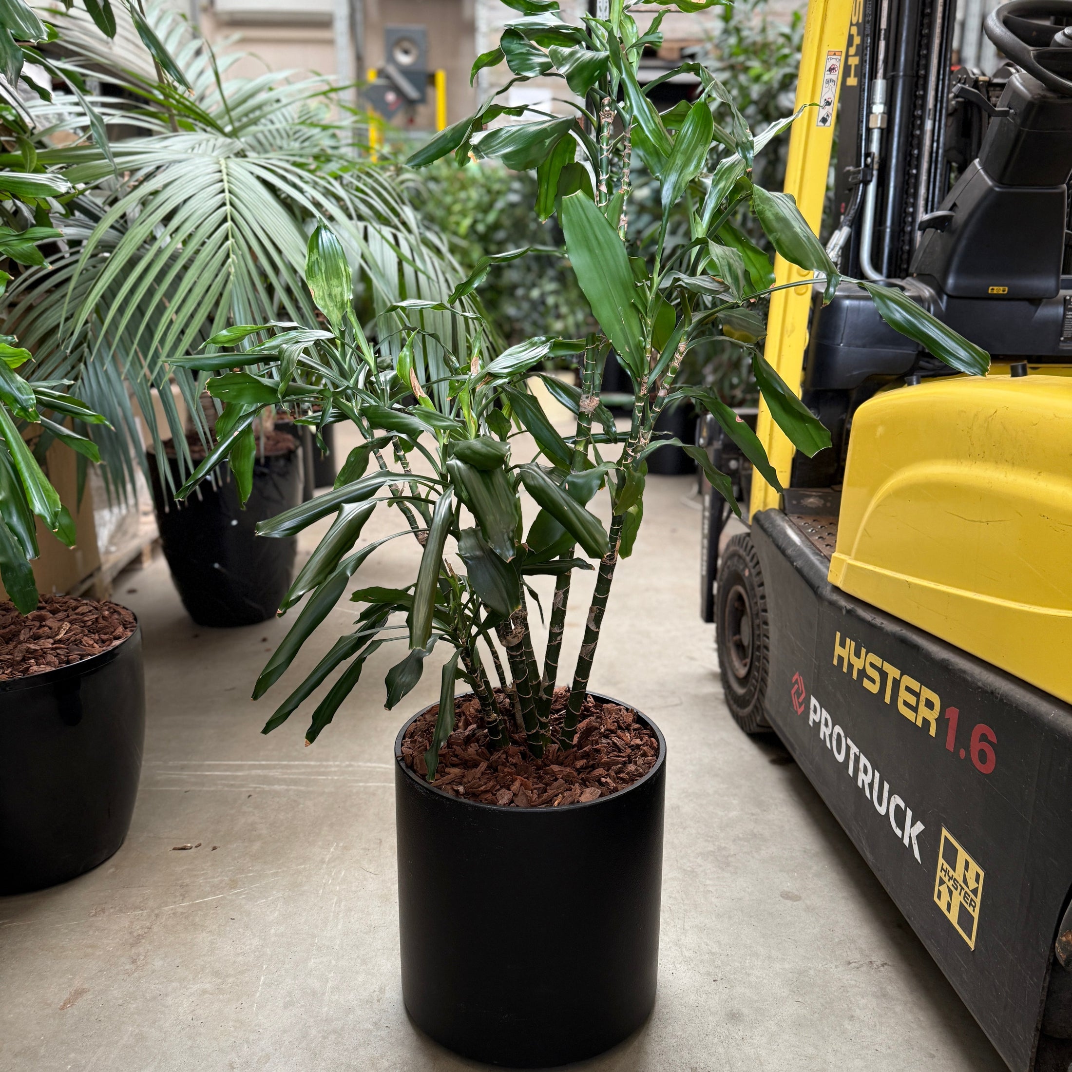 Dracaena fragrans – 135 cm i sort second hand-krukke