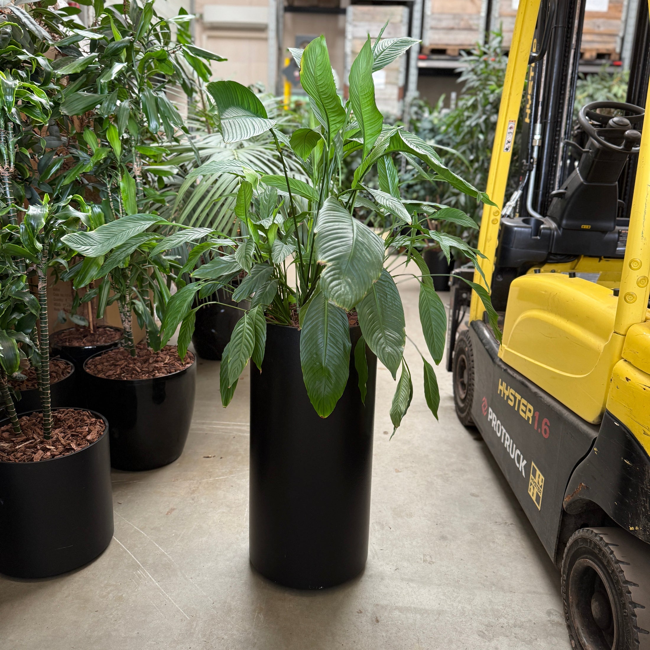 Spathiphyllum (Fredslilje) – 150 cm i elegant sort cylinderkrukke