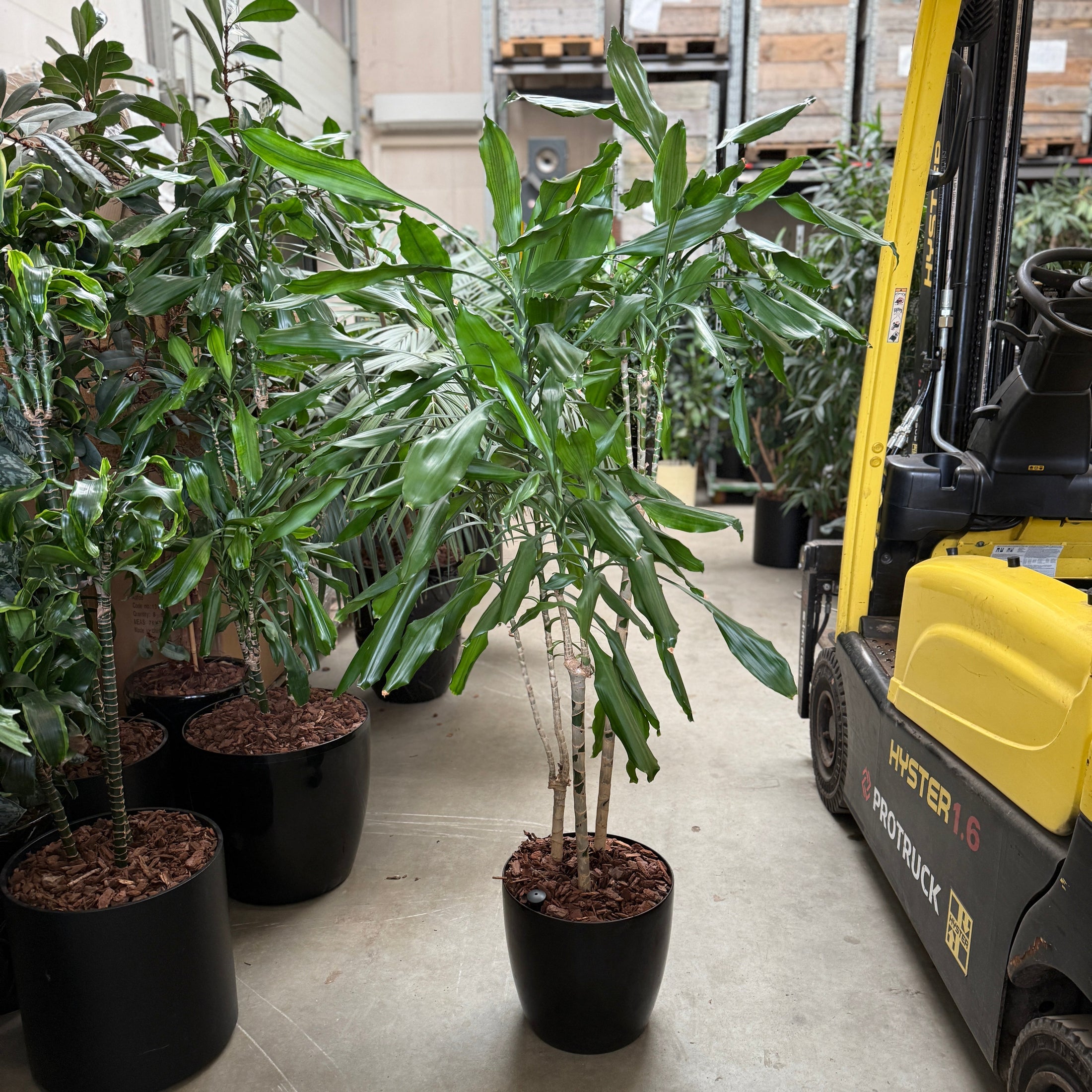 Dracaena (Cordyline Compacta) – 170 cm