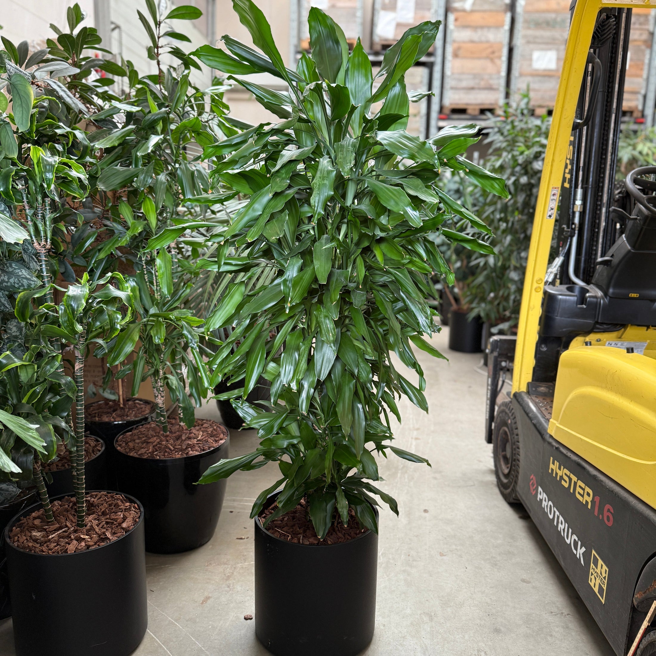 Dracaena Janet Craig i sort krukke