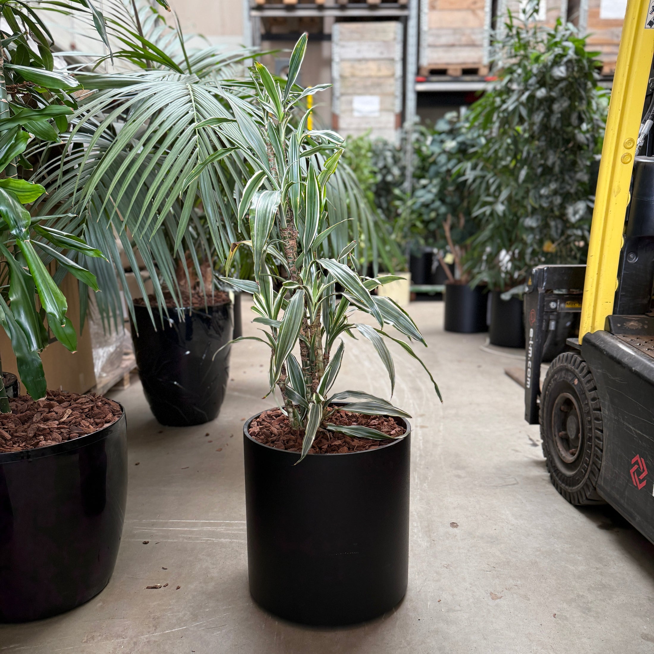 Dracaena Reflexa 'Song of India'