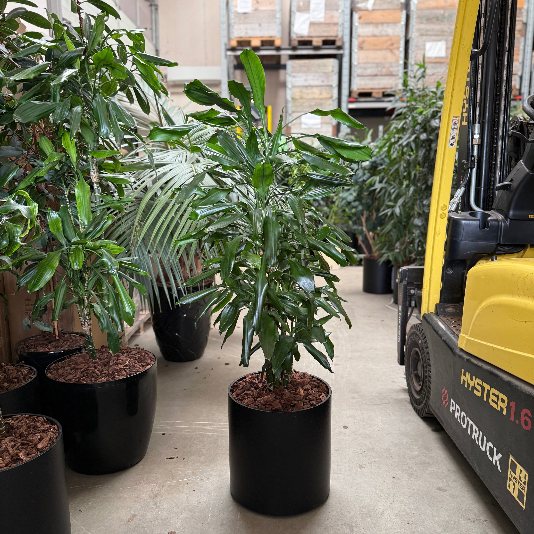 Dracaena Compacta i sort krukke