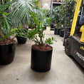 Indlæs billede i gallerivisning, Zamioculcas zamiifolia i sort krukke
