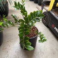 Indlæs billede i gallerivisning, Zamioculcas zamiifolia i sort krukke
