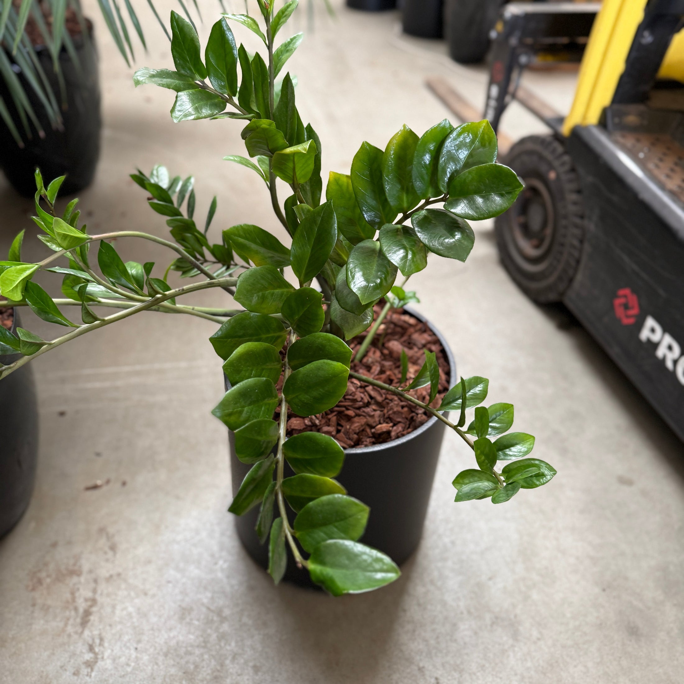 Zamioculcas zamiifolia i sort krukke