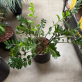 Indlæs billede i gallerivisning, Zamioculcas zamiifolia i sort cylinderkrukke
