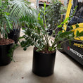Indlæs billede i gallerivisning, Zamioculcas zamiifolia i sort cylinderkrukke
