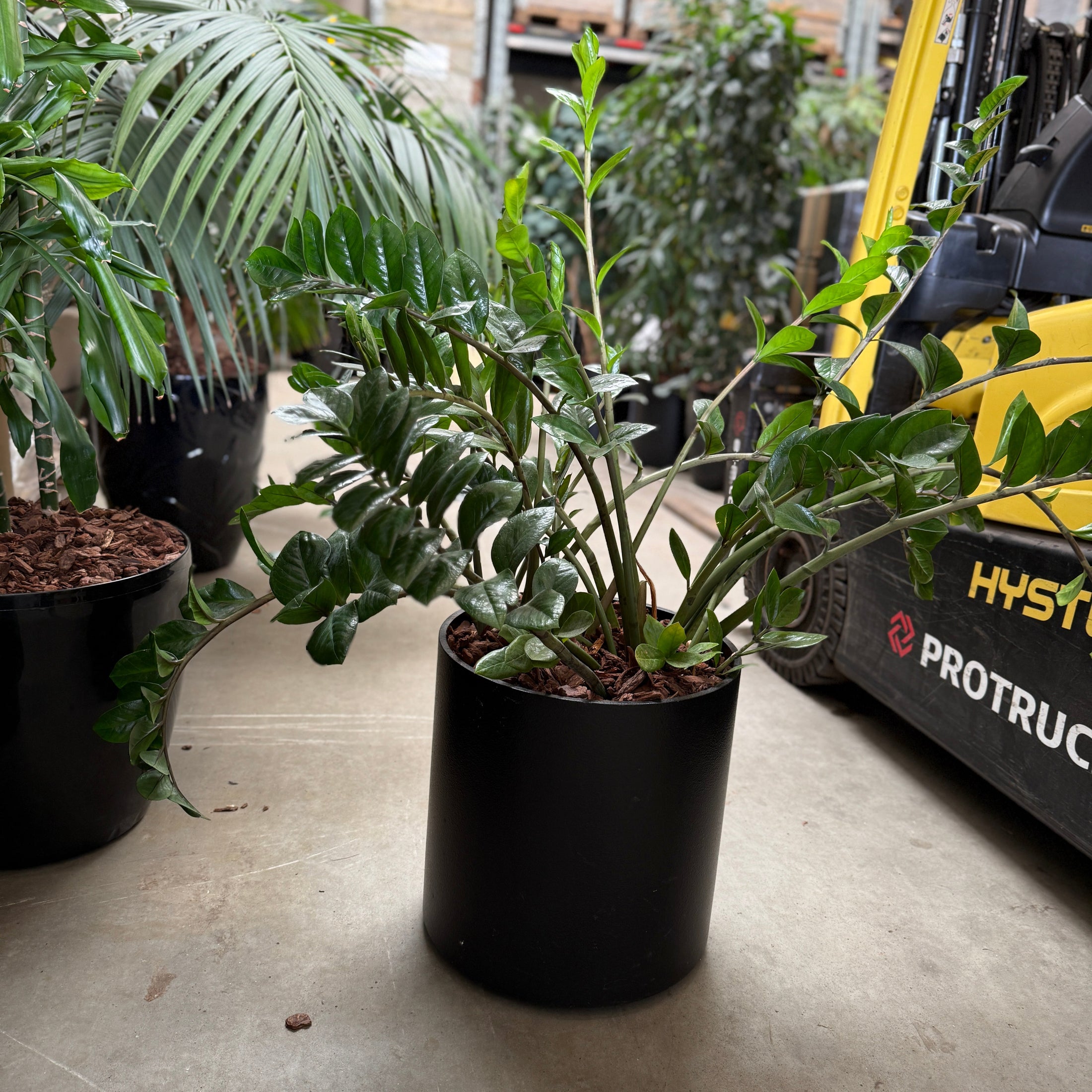 Zamioculcas zamiifolia i sort cylinderkrukke