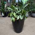 Indlæs billede i gallerivisning, Aglaonema ‘Silver Queen’ i sort plastkrukke 6 stk på lager
