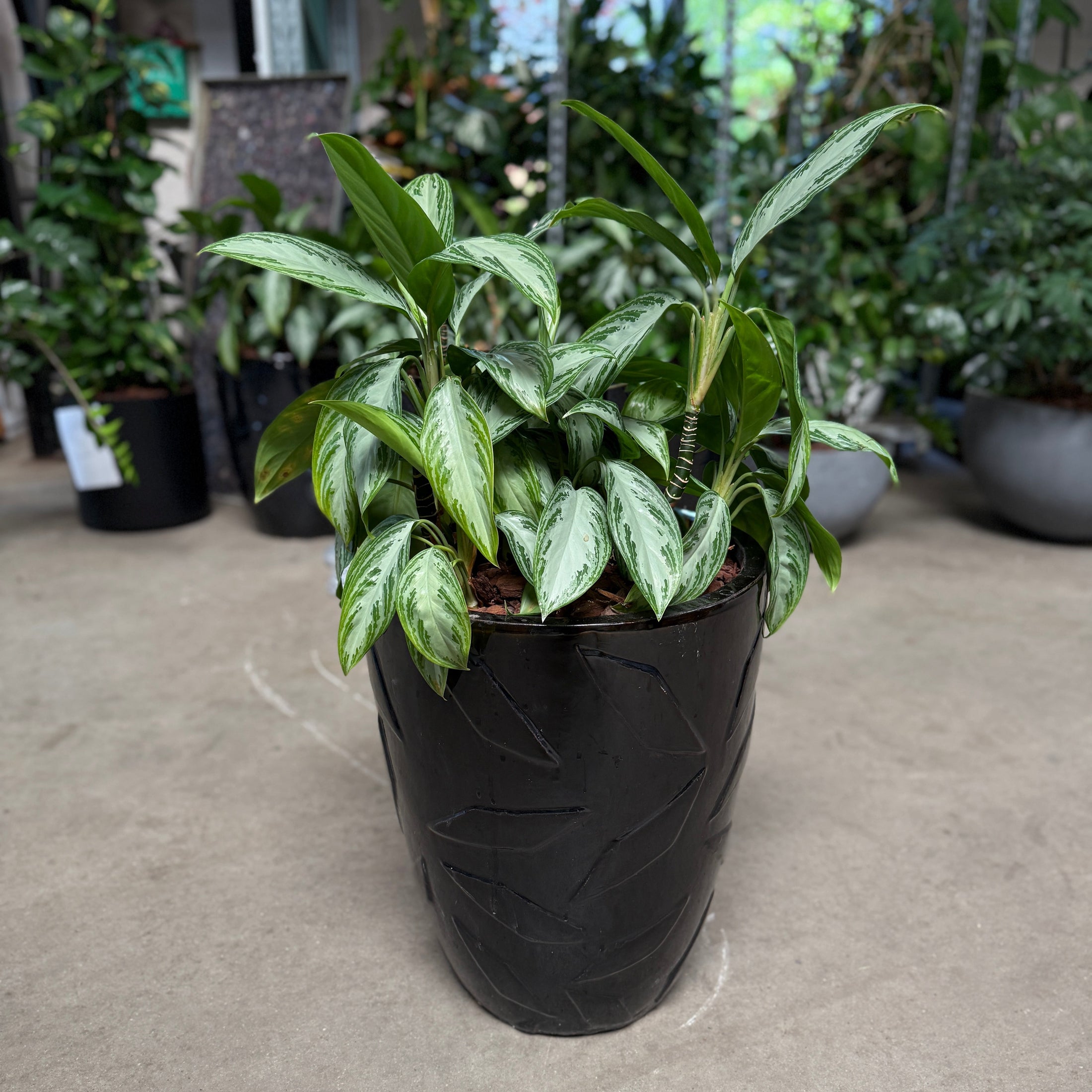 Aglaonema ‘Silver Queen’ i sort plastkrukke 6 stk på lager