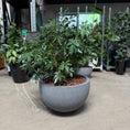 Indlæs billede i gallerivisning, Flot fyldig Schefflera arboricola (Paraplyplante)
