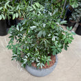Indlæs billede i gallerivisning, Flot fyldig Schefflera arboricola (Paraplyplante)
