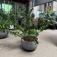 Indlæs billede i gallerivisning, Zamioculcas zamiifolia (ZZ plante) – 100 cm inkl. krukke
