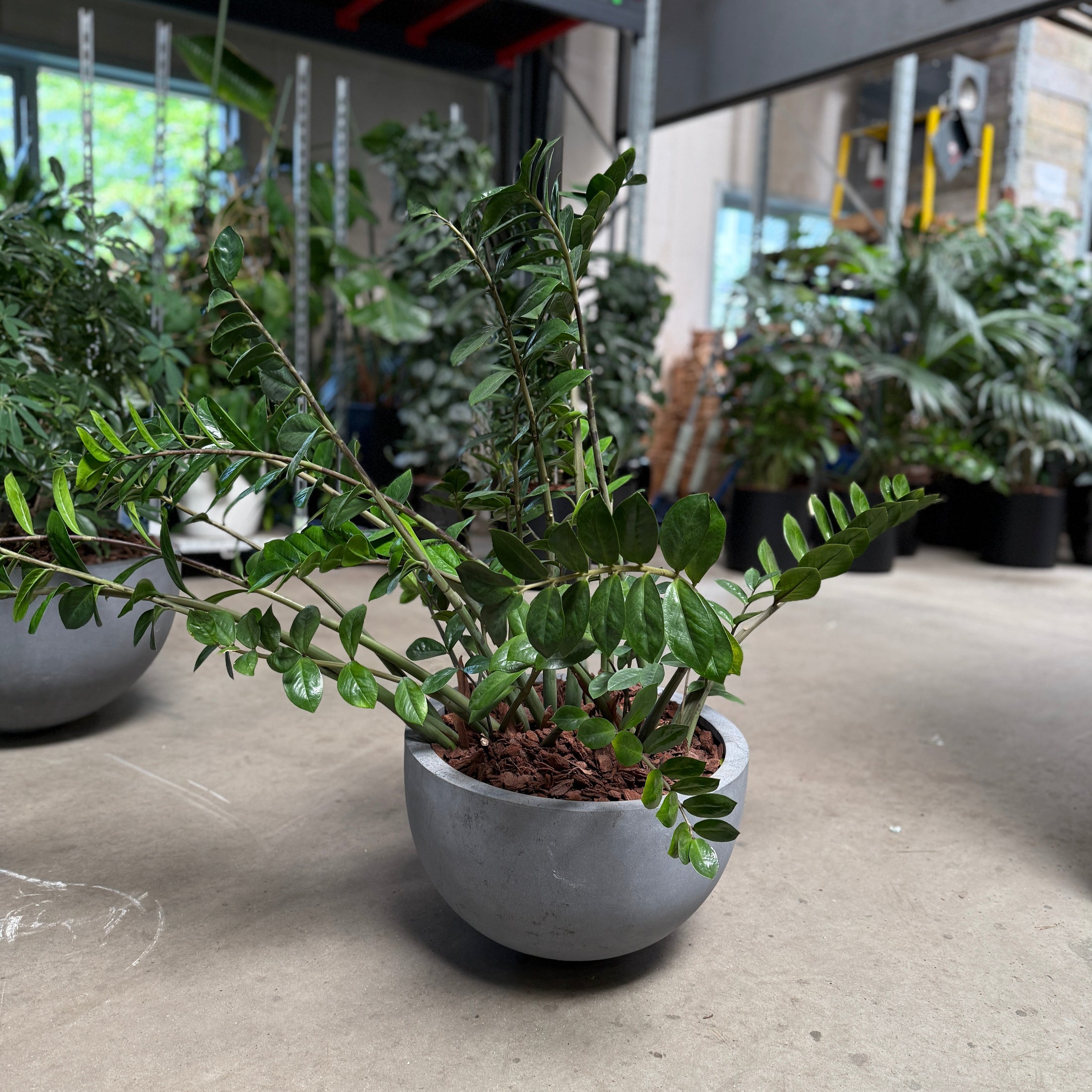 Zamioculcas zamiifolia (ZZ plante) – 100 cm inkl. krukke