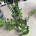 Indlæs billede i gallerivisning, Zamioculcas zamiifolia (ZZ plante) – 100 cm inkl. krukke

