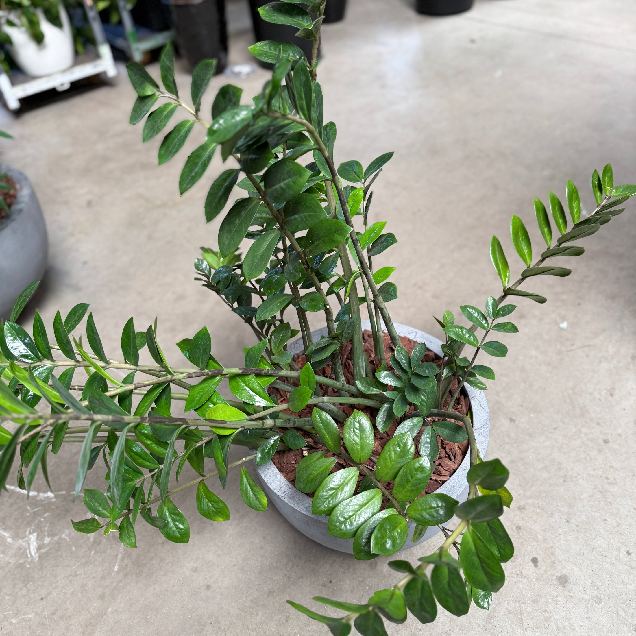 Zamioculcas zamiifolia (ZZ plante) – 100 cm inkl. krukke