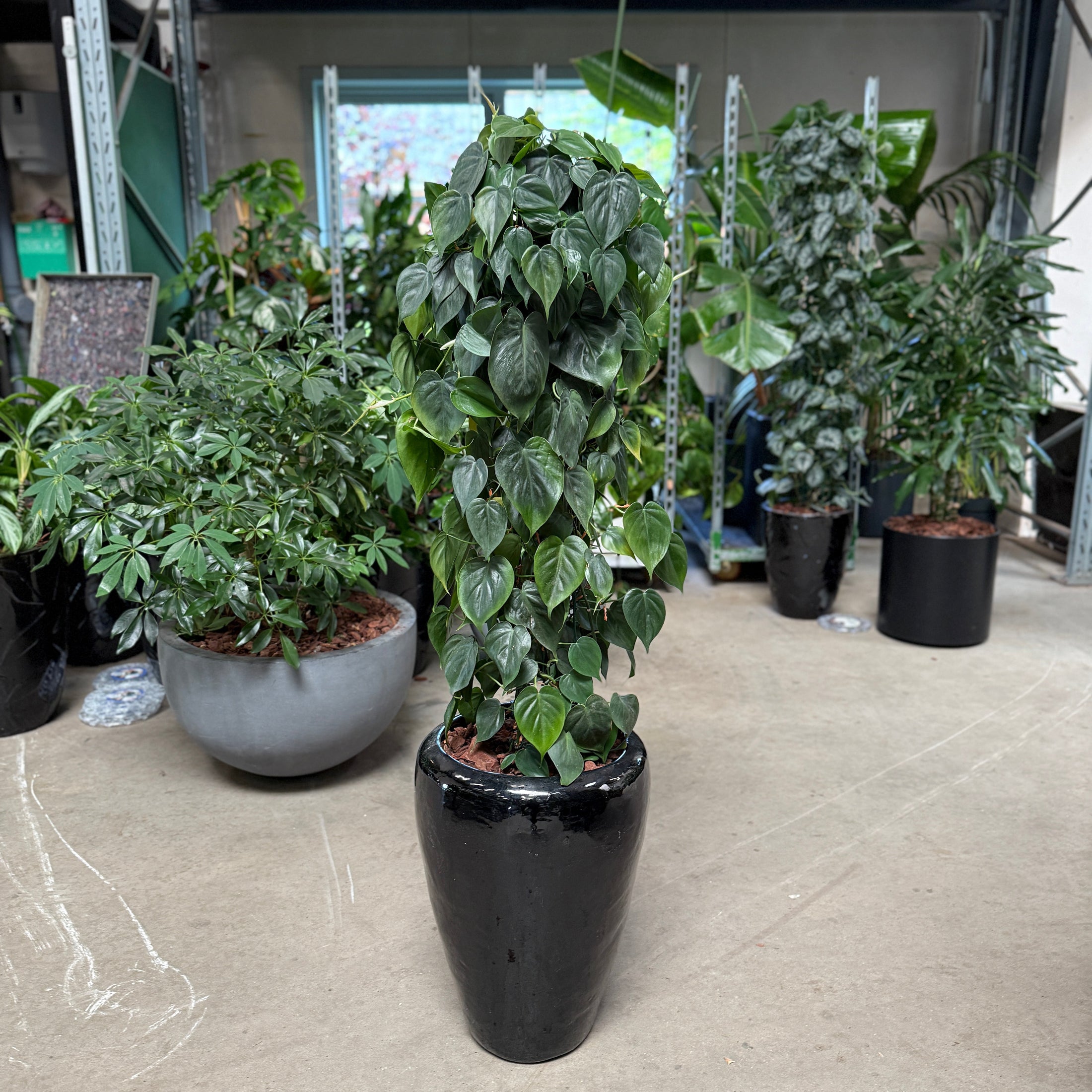 Philodendron scandens 135 cm – Hjerteblad i sort krukke