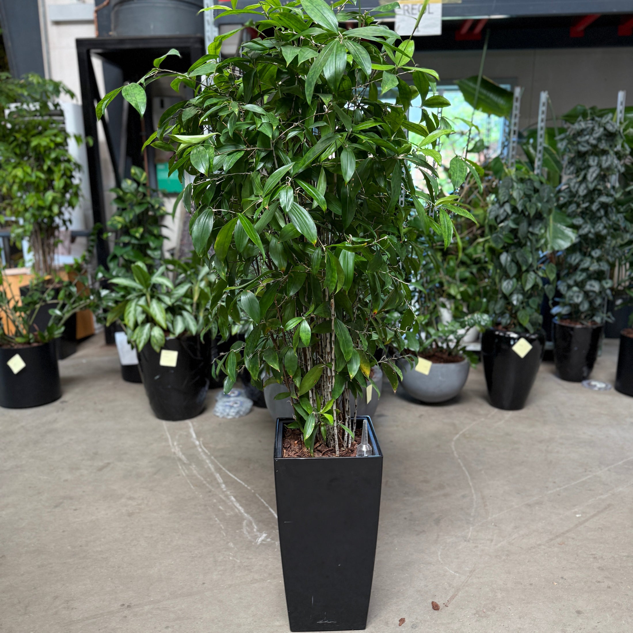 Ficus Benjamina 'Natasja' i høj sort Lechuza-krukke