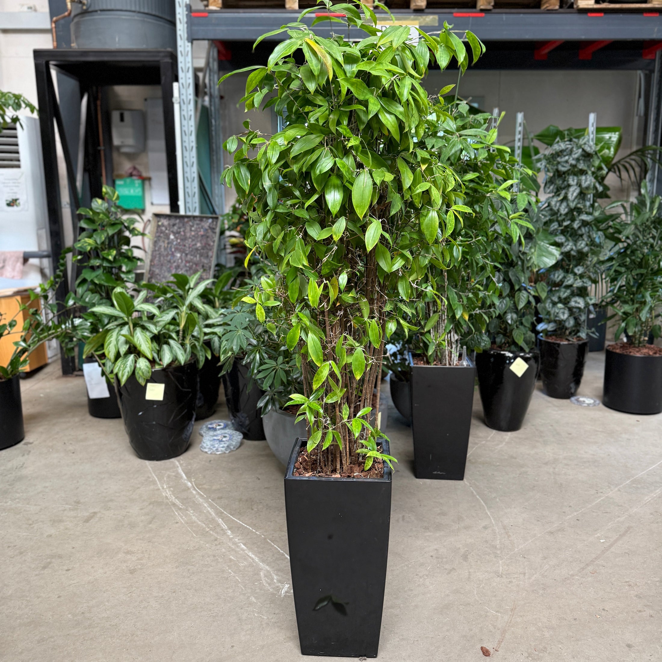 Ficus Benjamina 'Exotica' i høj sort krukke – 170 cm