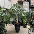 Indlæs billede i gallerivisning, Ficus maclellandii med krafitg stamme i sort glaseret krukke
