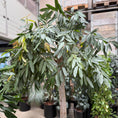 Indlæs billede i gallerivisning, Ficus maclellandii med krafitg stamme i sort glaseret krukke
