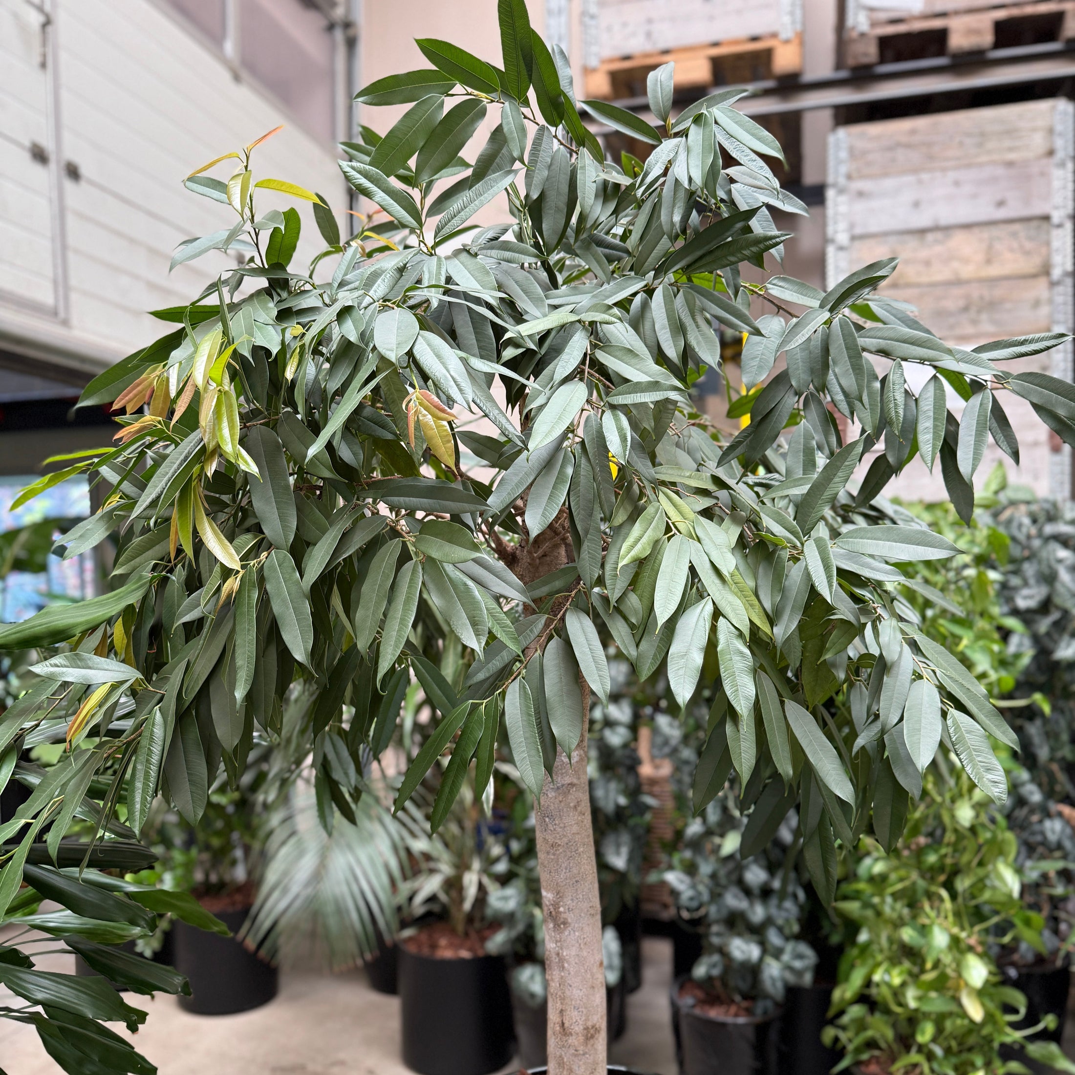 Ficus maclellandii med krafitg stamme i sort glaseret krukke