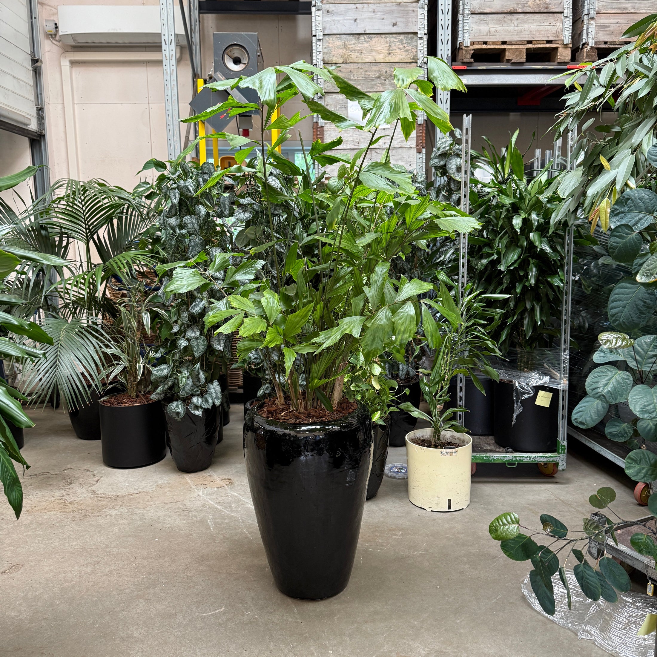 Schefflera 'Amate' i høj glaseret sort krukke