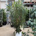 Indlæs billede i gallerivisning, Nerium oleander i hvid krukke
