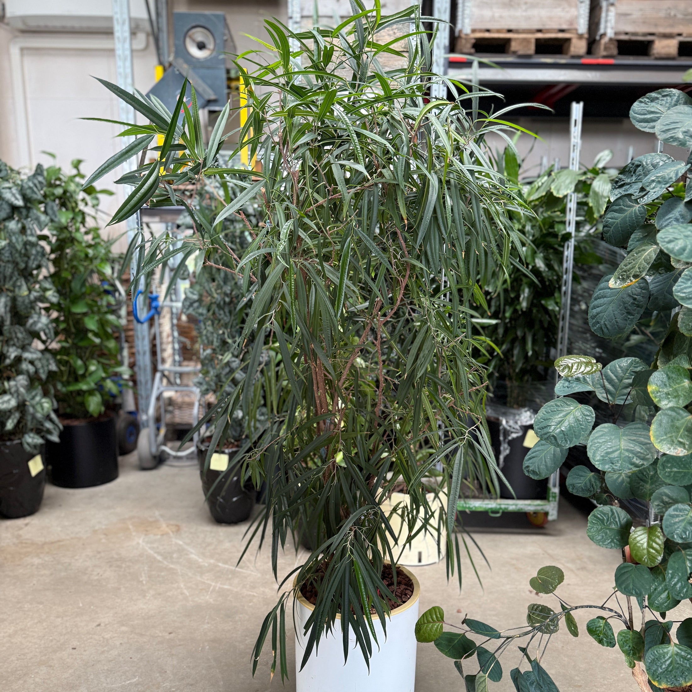 Nerium oleander i hvid krukke